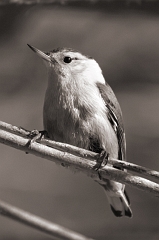 Woodpecker 2